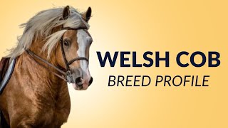 Welsh Cob Horse Breed Profile History - Price - Characteristics - Training - Grooming