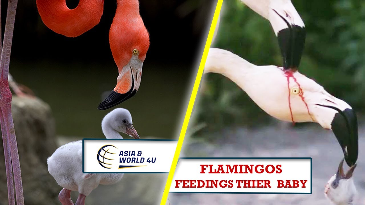 Flamingos unusual feeding explained YouTube