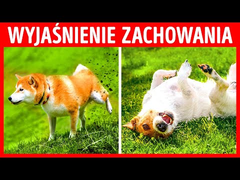 Dlaczego psy liżą