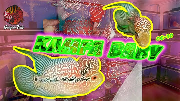 Kamfa Baby Đỉnh Của Chóp Cho Anh Em Thư Giãn