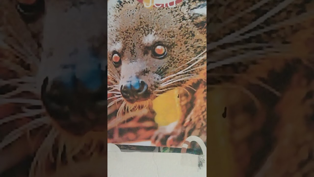 jerita Bungkong Tusun ke 8