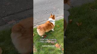 Corgi run to say hi but #corgi