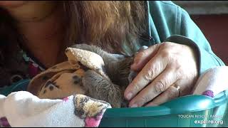 Miss Leslie picks up rescued baby sloth Noemi to help with her feeding.   Recorded 01\/14\/23.