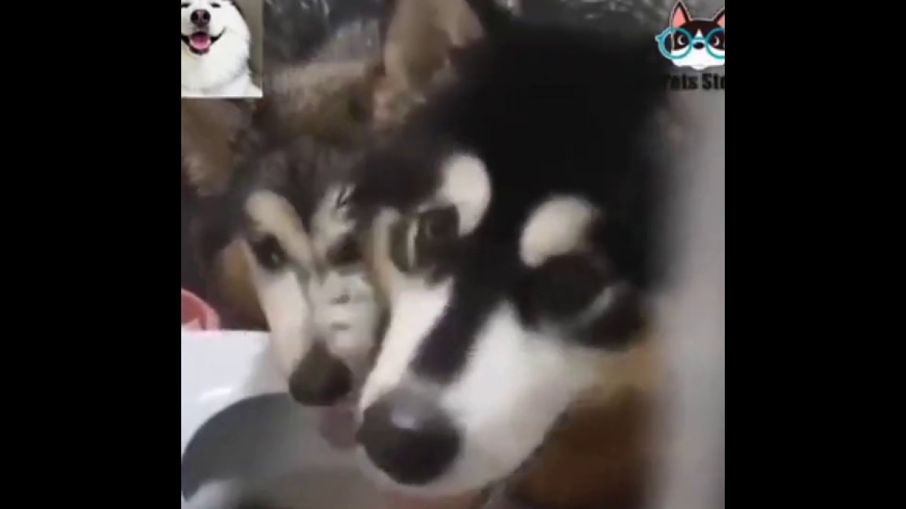 Dog and cat funny video for child on Animal Tv new VIDEO 
