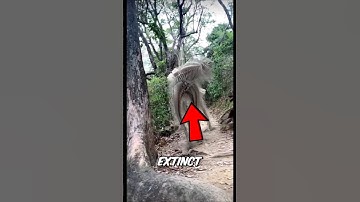 Top 5 Extinct Animals Scientists Are Bringing Back (One’s Already Alive!) 😱