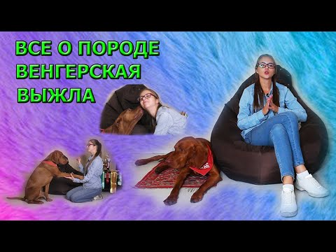 все о породе