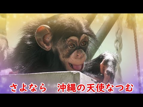 Rest in peace,💖 Natsumu Okinawa Zoo Chimpanzee 20210704