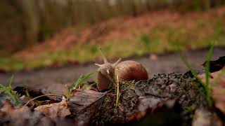 A snail slowly crawls along the leaves in the forest