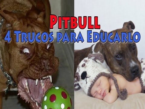 Cómo Educar a un Pitbull (4 Trucos) Cómo Entrenar A Un Pitbull Cachorro Para Que No Muerda