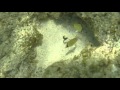 Corais em Castaway 2 - A missão / Coral reef in Castaway Island 2 - The mission :)