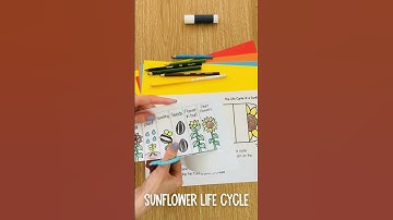 Life Cycle of a Sunflower Foldable Craft Science Activity for Kids #kidscraft #lifecycles