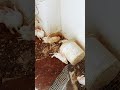 #100subscribe #cuteanimal #rabbite #pleasesubscribe