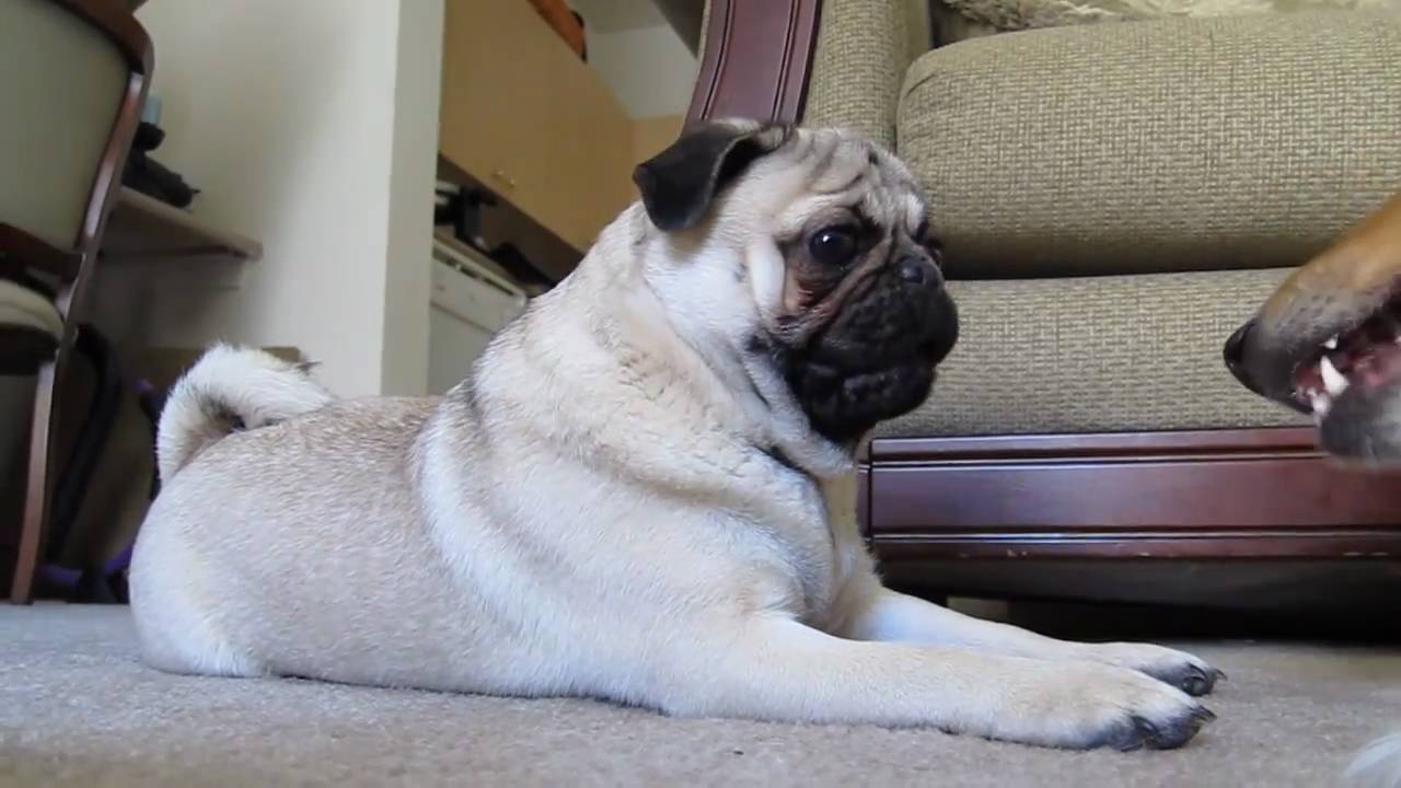 Pug Howling at Collie - YouTube