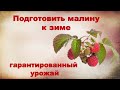 Как подготовить малину к зиме?Гарантированный урожай малины.