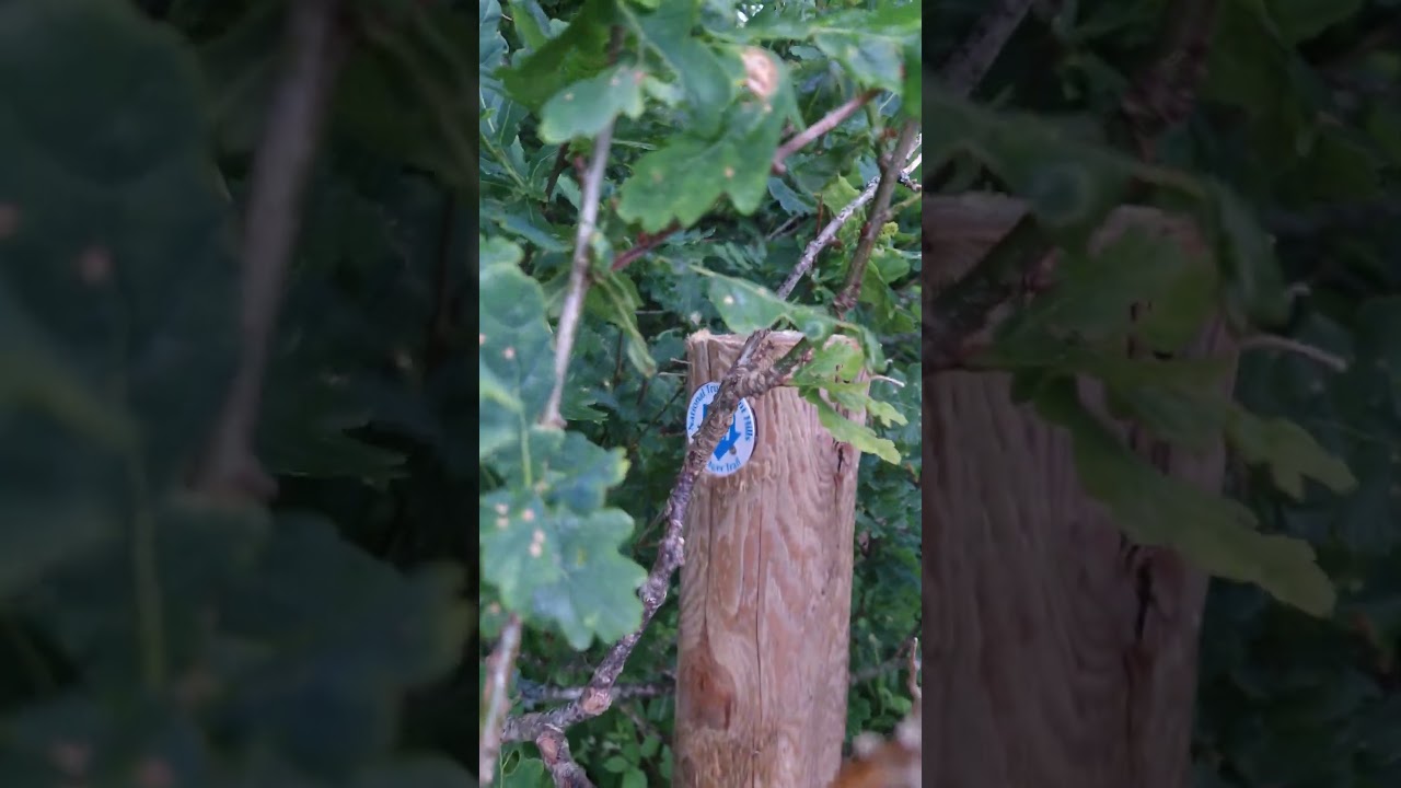 Clent Hills Walking Trail, 2 Hour Walk, Got Lost In The Woods And Saw A Car Park Lovley