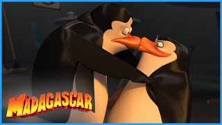 DreamWorks Madagascar | Mess With The Bull You're Gonna Get The Horns | Penguins of Madagascar Clip