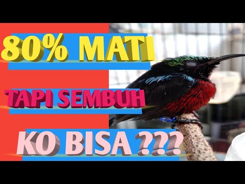 Video: Gejala Penyakit Nektarin – Tips Mengobati Pohon Nektarin Yang Sakit