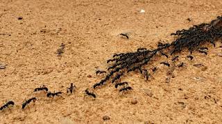 The Ants vs The Millipede