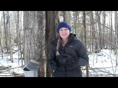 Wideo: Informacje o soku w drzewach