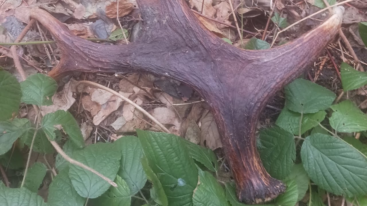 JEST KOLEJNA!!!!! | BOMBOWE ZAKOŃCZENIE SEZONU 2025 | #zrzuty #2025 #nature 