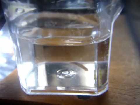 Βίντεο: Είναι το planaria σκουλήκι;