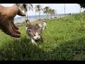 noraneko nyankichi「Kittens looking for a mother cat」~仔猫たちの初めての外出~