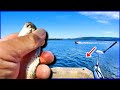 Fishing BIG LIVE BAIT In DEEP Water INFESTED With PREDATORS!!!