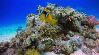 Diving Hurghada Red Sea 2020 Marine life 4K GoPro 8
