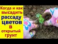 Когда и как посадить рассаду цветов в открытый грунт, чтобы рассада хорошо прижилась в саду!