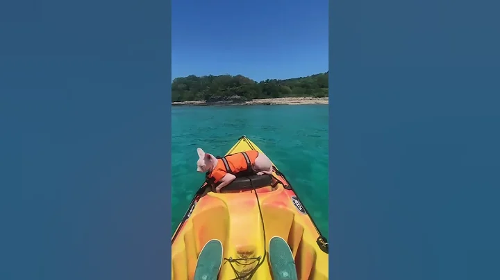 Video 4219951: sphynx cat living, best sphynx, furry animals