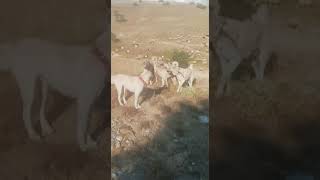 Mevzuya Gi̇den Kangal Sürüsü