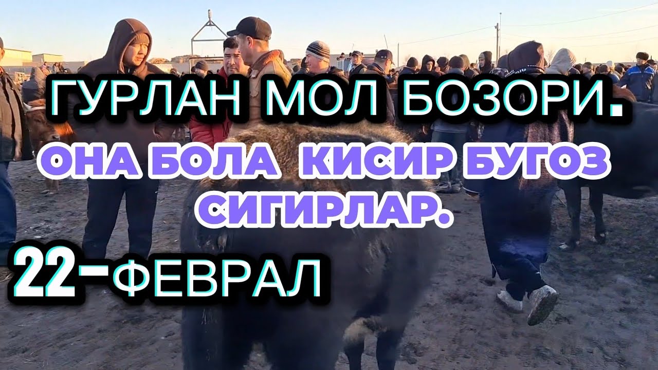 22-ГУРЛАН ОНА БОЛА ҚИСИР БУҒОЗ СИГИРЛАР НАРХЛАРИ ТЕХНИК САБАПЛАРГА КЎРА ОВОЗ ЙАХШИ ЕМАС