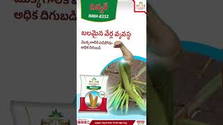  Nmh8352    Winner Maize  Nuziveedu Seeds