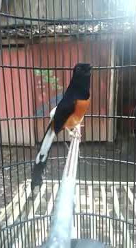 Murai batu ninja 20 jt prestasi numpuk.