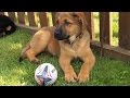 Dogs trust pups play as England rugby team