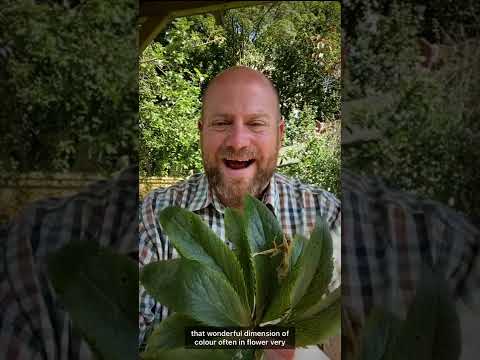 Video: Hellebore Companion Plants. խորհուրդներ ուղեկից տնկելու վերաբերյալ Hellebores-ի հետ