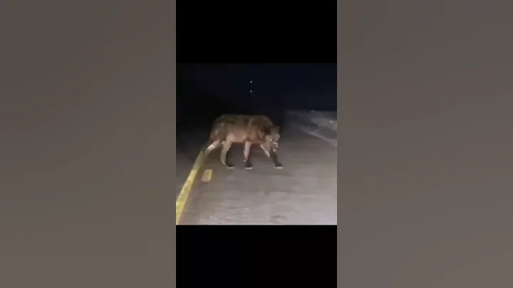 Skinwalkers Caught On Camera #shorts