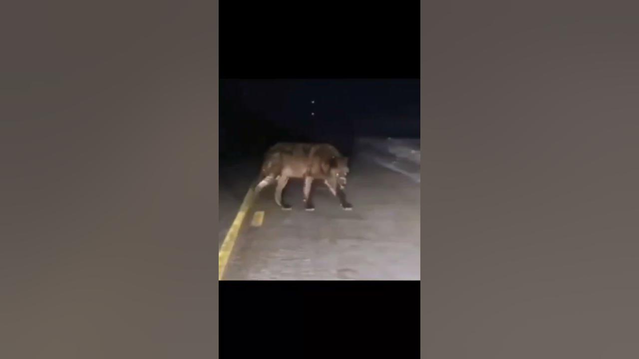 Skinwalkers Caught On Camera #shorts