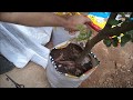 veja como utilizar sacos de ração para plantar frutíferas