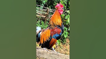 Tiếng gà rừng Mồi gáy chuẩn 2026 #chicken #garung #chuongga #qaibdib