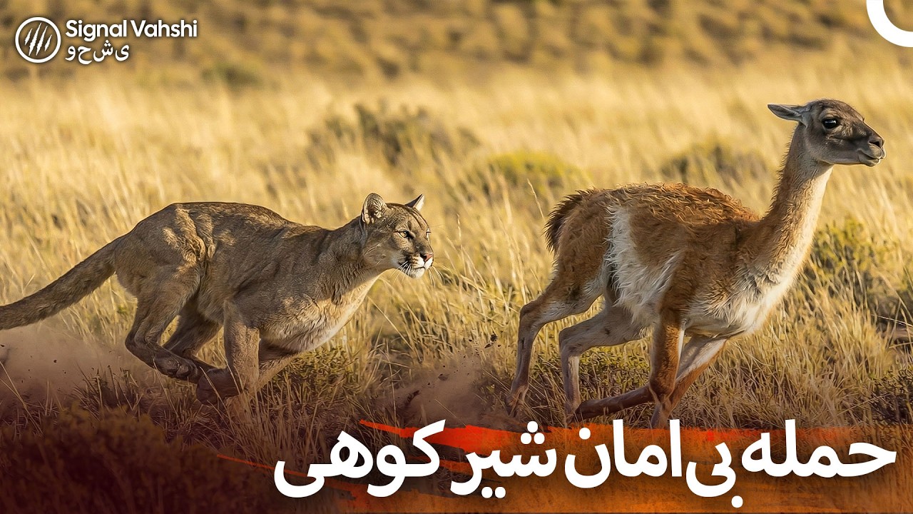 نبردی نفس‌گیر در طبیعت وحشی آرژانتین | دوبله فارسی
