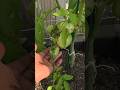 VegoGarden FoodCube Spring Tomatoes update
