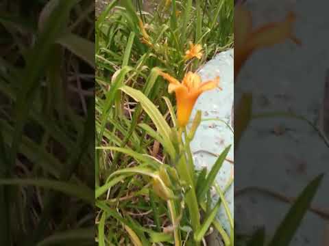 Video: Tohumdan Daylilies Çoğ altma - Daylily Tohumlarını Nasıl Ekeceğinizi Öğrenin