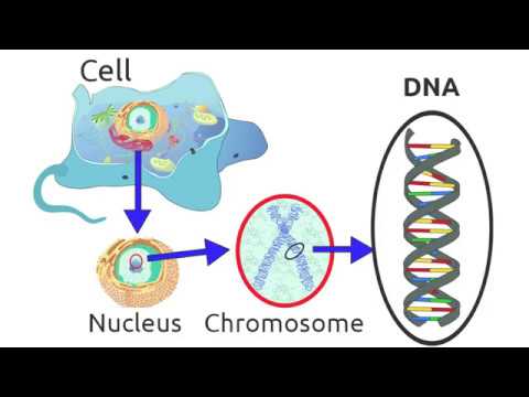 STEM At Home: DNA - The Instruction Manual for Life on Earth