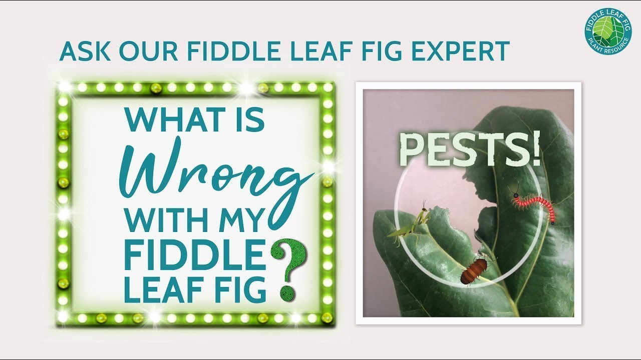 Identifying and Treating Pests and Root Rot in Your Fiddle Leaf Fig ...