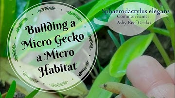 Building a Bioactive Enclosure for my Sphaerodactylus Elegans aka the Ashy Reef Gecko