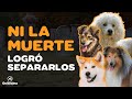 6 PERROS QUE NUNCA ABANDONARON A SUS DUEÑOS