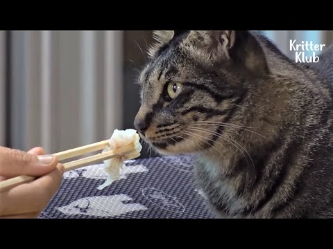 Video: Maaari Bang Maging Vegetarians Ang Cats? Ikalawang Bahagi - Nutrisyon Na Cat