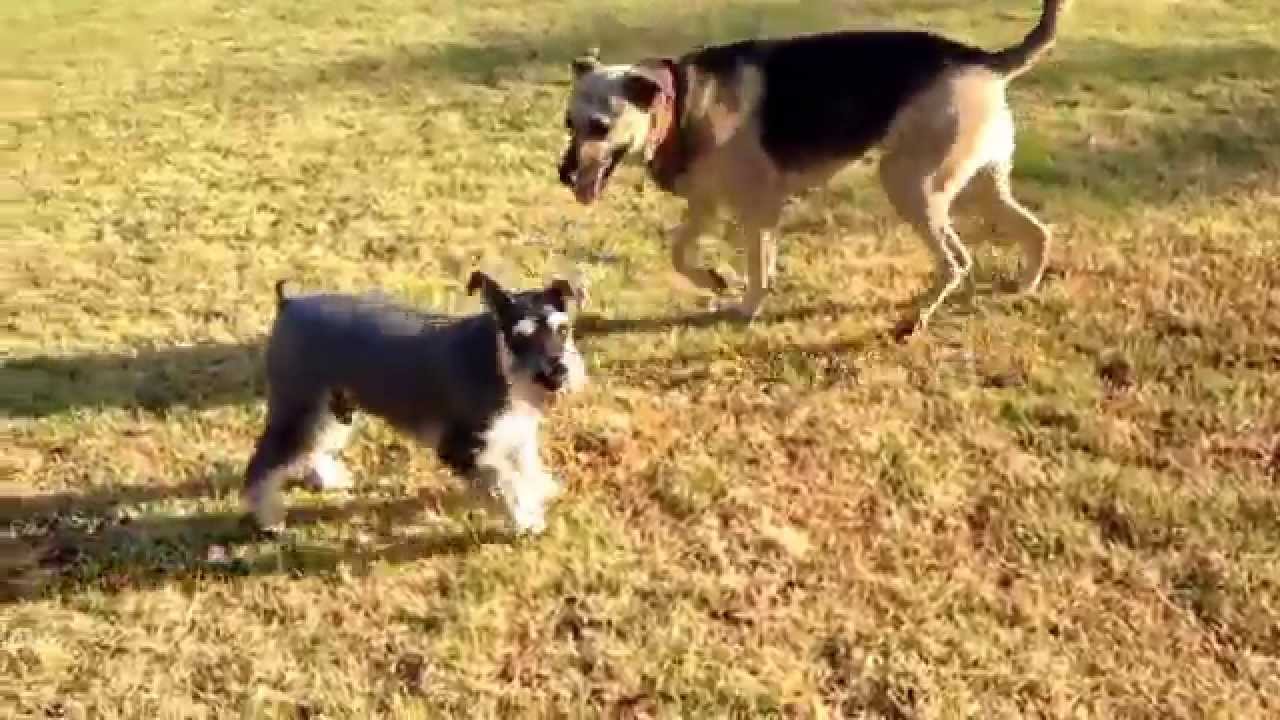 miniature schnauzer german shepherd mix