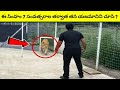 This lion has spent 7 years without seeing its master  what next   telugu